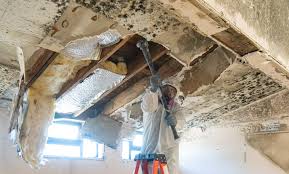 Best Real Estate Mold Inspection  in Ellis, KS